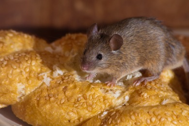 dtimwmgzb5c2 Entreprise de Dératisation des Rats ou Souris Chambéry