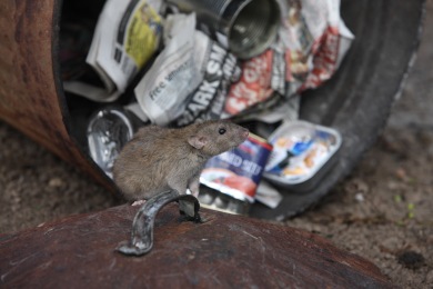 w9du5qlbwjcb Entreprise de Dératisation des Rats & Souris Avion