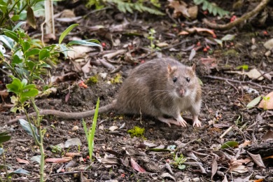 wacwgmkp7o5c Entreprise de Dératisation des Rats & Souris Béthune